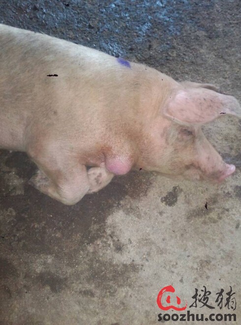 猪身上不同部位长包 脓包血水放出加抗生素