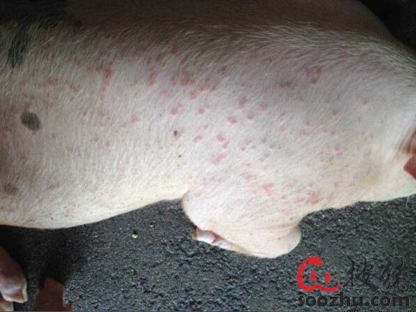 猪痘疹的症状图片图片