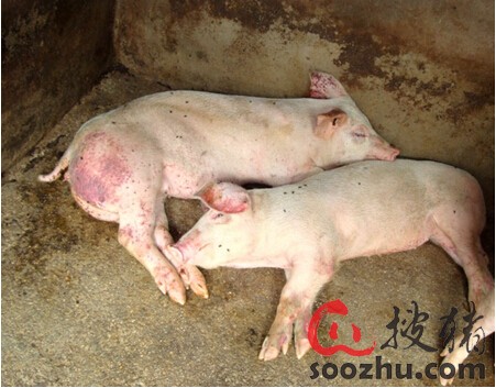猪瘟病猪皮肤上的紫红色出血点