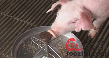 论仔猪保健的重要性和方法