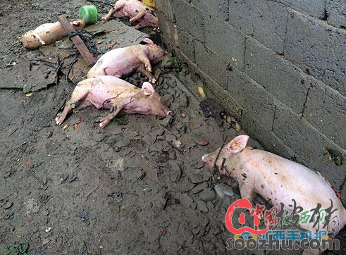修水白沙村239头生猪被淹死