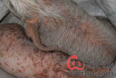 猪葡萄球菌的预防与治疗