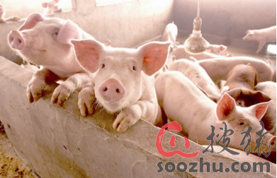 生猪期货挂牌上市可以带来的好处