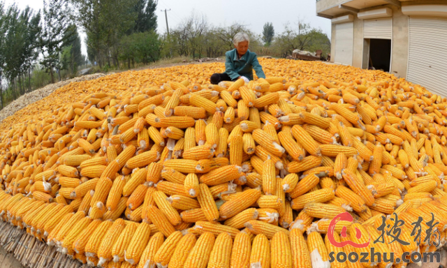 饲料玉米消费或被严重低估 工业饲料产量稳步