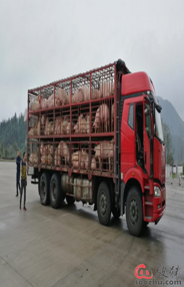 非洲猪瘟防疫 台湾运猪车辆装gps最快28日上路