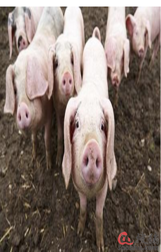 山东省济南市莱芜区非洲猪瘟疫区解除封锁