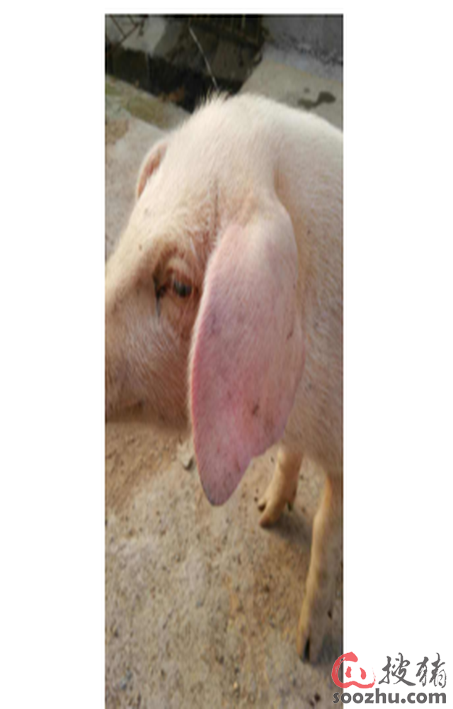 闻 猪 涨而风起--2019年通胀压力如何?|猪业新