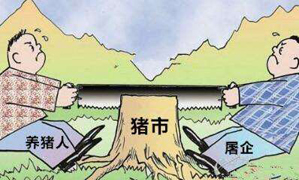 1月20日生猪日报：今日全国瘦肉型猪出栏均价36.05元/公斤