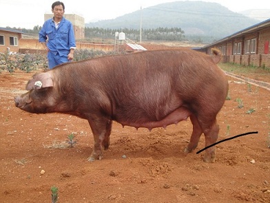 杜洛克配巴马香猪后代图片