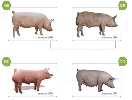 荷兰猪品种十九种图片