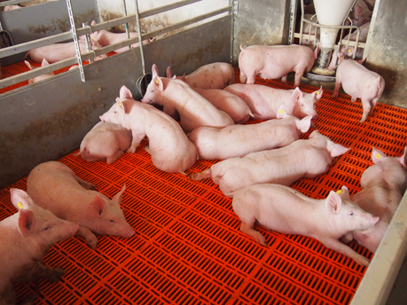 荷兰托佩克t40二元母猪