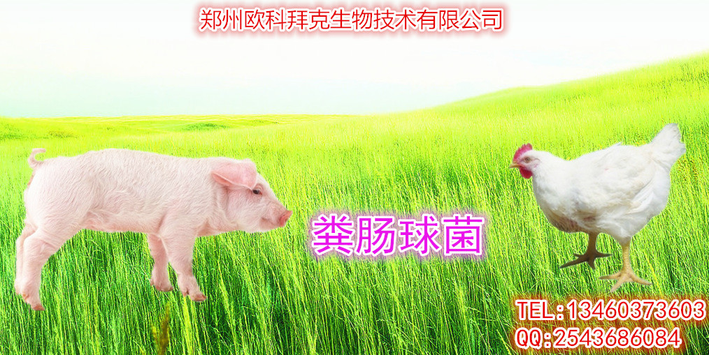 低价供应粪肠球菌厂家直销