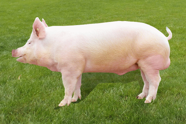 行业下半年有望扭亏- 3 中国生猪预警系统网络版升级公告 4 猪价快速