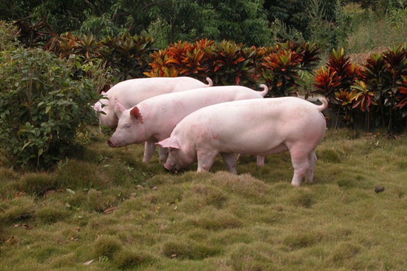 七补散*补补更健康|产品中心|河南自然康动物药业有限公司|搜猪网