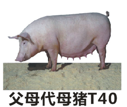 父母代母猪T40