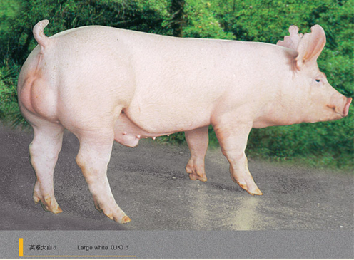 英国大白猪图片
