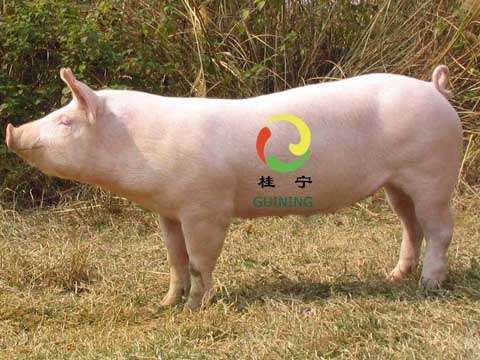 土杂母猪用杜洛克配种图片