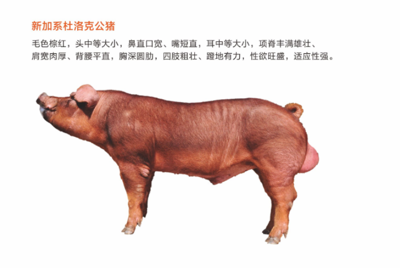 新加系杜洛克公猪