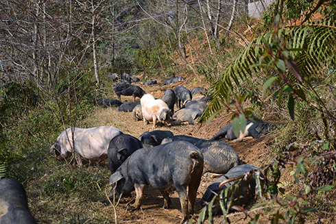 深圳有机猪肉