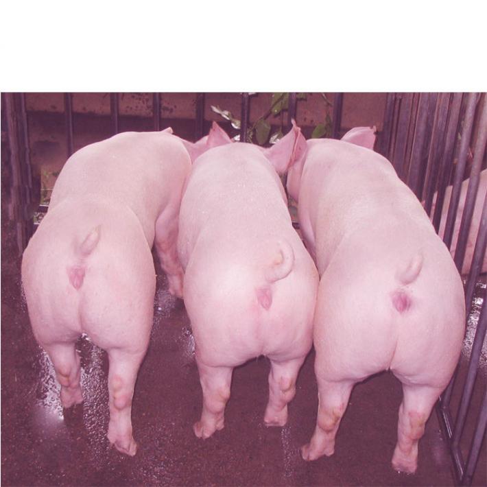 仔猪供应20-90斤仔猪