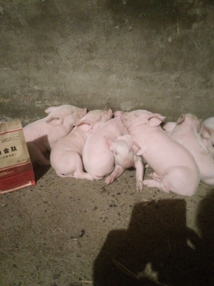 断奶仔猪拉稀  养猪网 帮你支招