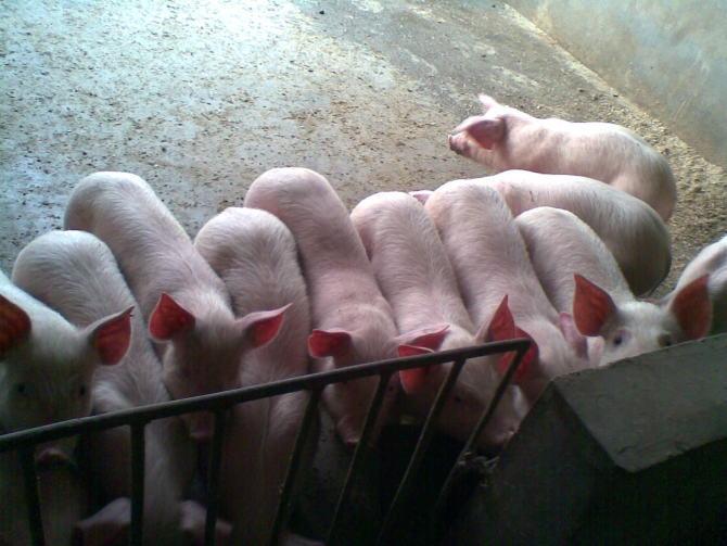 山东优良仔猪近期跌价了