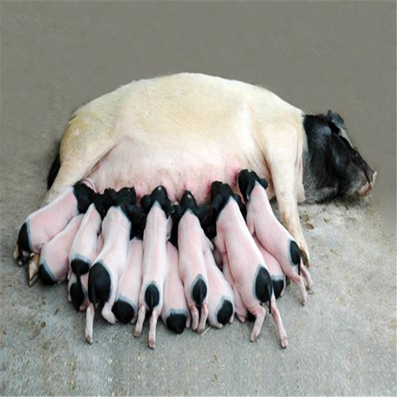 母猪用益生菌_母猪用后不便秘不腹泻肠道好