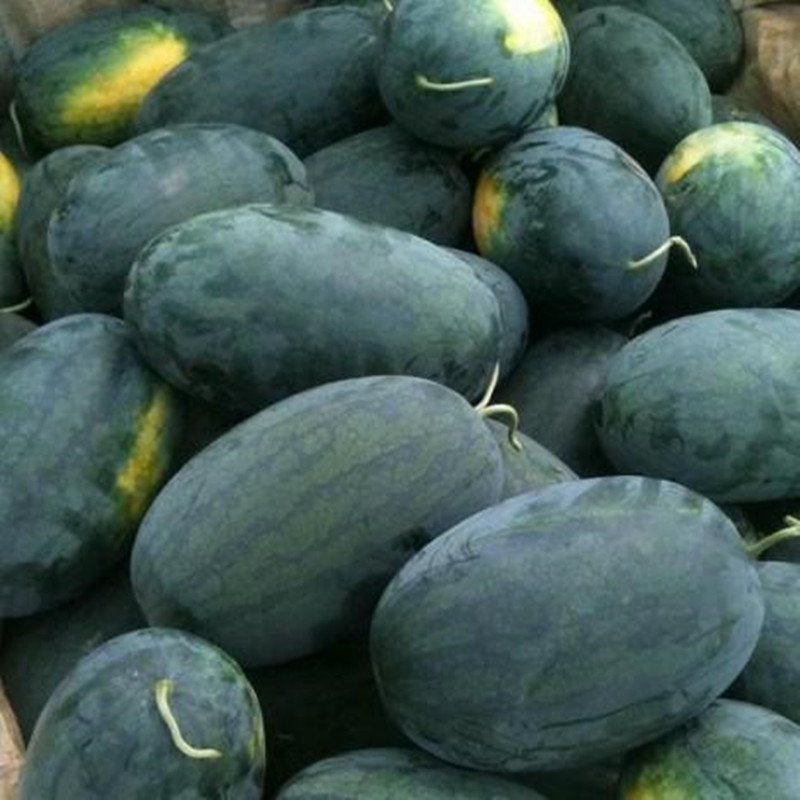 山东黑美人西瓜基地/今日黑美人西瓜价格行情/山东黑美人西瓜供应