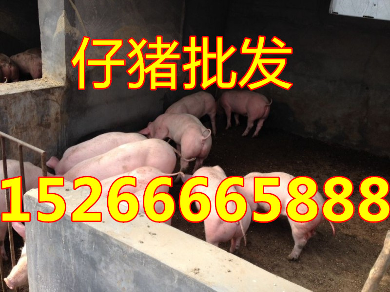 15266665888三元仔猪价格行情