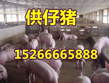 仔猪价格  山东仔猪供应基地15266665888