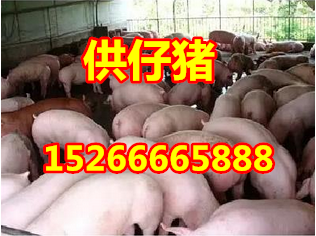三元仔猪价格行情  猪苗价格便宜了