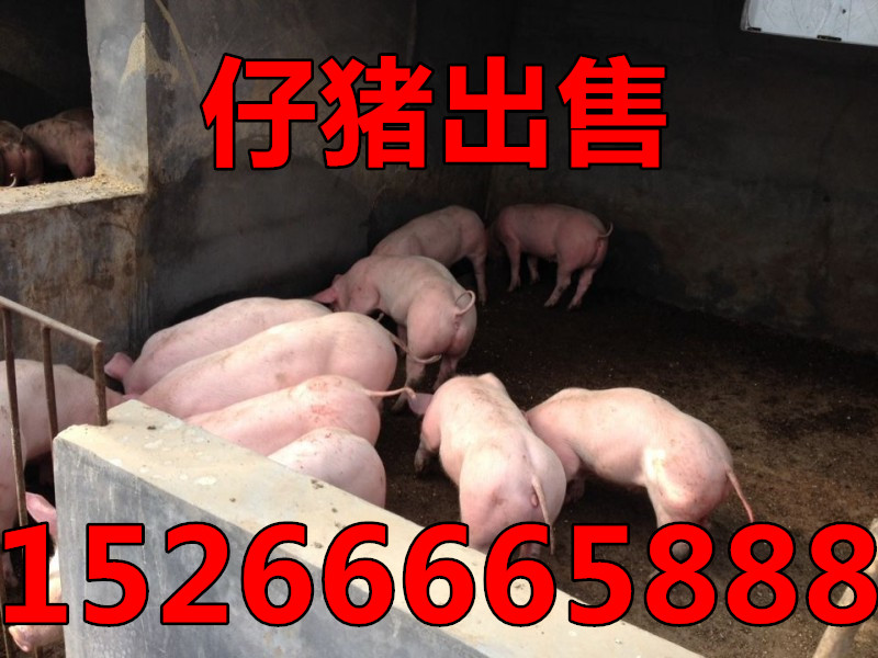 今日仔猪价格行情