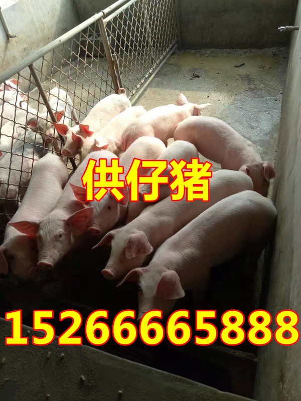 山东优质三元仔猪