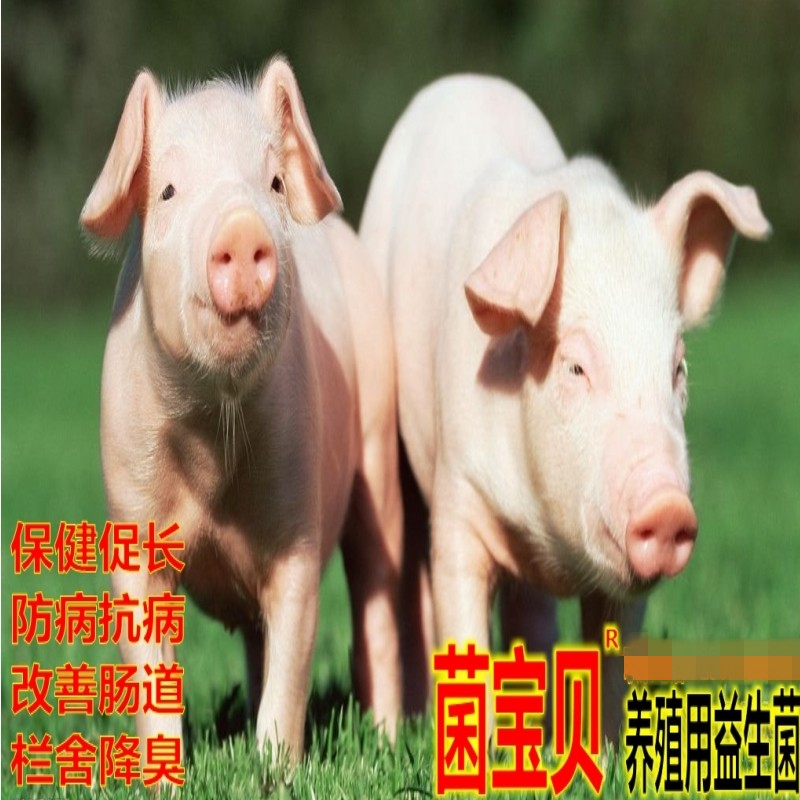 猪只肠胃不好反复拉稀体质差易生病就用微生物菌剂来解决